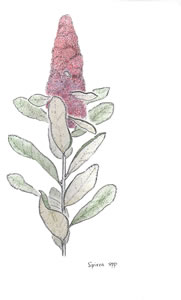 Colored pencil sketch, Spiraea (Spiraea douglasii ssp. douglasii).