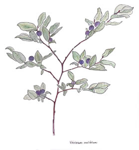 Colored pencil sketch, Oval-leaved Blueberry (Vaccinium ovalifolium).