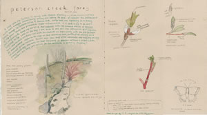Field journal entry, Petersen Creek Park, Kamloops, British Columbia.