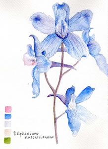 Watercolor painting, Larkspur (Delphinium nuttallianum).