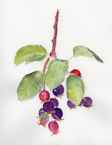 Watercolor painting, Saskatoon Berries (Amelanchier alnifolia).