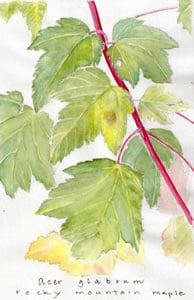 Watercolor painting, Douglas Maple (Acer glabrum).
