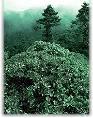 Misty forests of the Sierra Madre