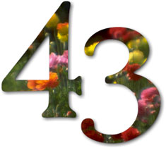 43, by Cat Altman