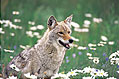 Coyote, by Werner A. Low