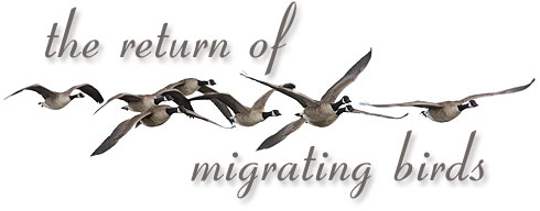 The Return of Migrating Birds
