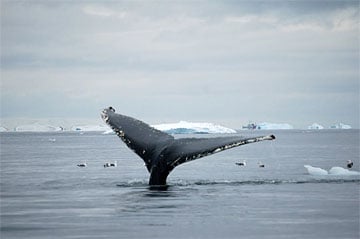 Whale tail in Antarctica. Photo by Lucy Jane Bledsoe.