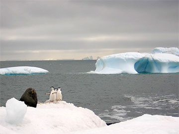 Penguins and seal on floating ice in Antarctica. Photo by Lucy Jane Bledsoe.