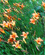 Ditch Lilies, by Werner A. Low