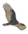Song of the Turkey Vulture, by GE Tallant