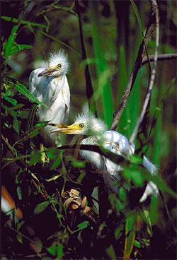 Immature cattle egrets among dense plants.