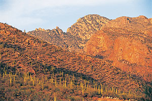 Catalina mountains with saguaros.