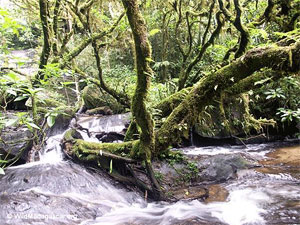 Madagascar's Ranomafana National Park.