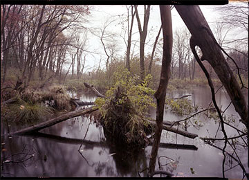 The Sudbury River, Hopkinton, MA, November 1990.