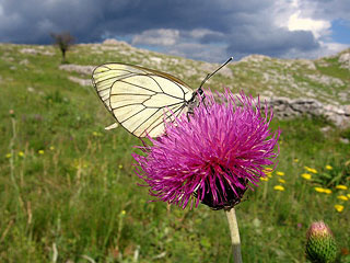 Butterfly on flower