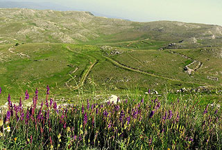 Landscape with wildflowers