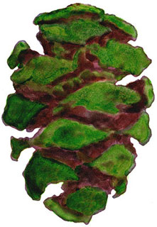 Seeds of the Giant Sequoia