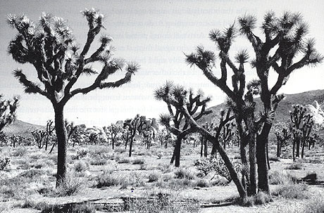 Joshua Tree photo by Galen Hunt.
