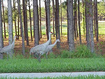 image, Sandhill cranes in neighborhood park.