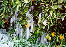 image, Hard freeze on citrus plants. Photo courtesy Orange County Planning Division.