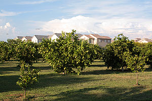 Cottage rooftops viewed over citrus orchards.