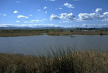 Suisun Marsh