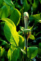 Photographs by Michael D. Weber. Enter the ARTerrain gallery.