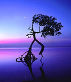 Photographs by Joel B. McEachern.