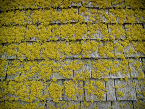 Cabin Roof, Salmon, Idaho
