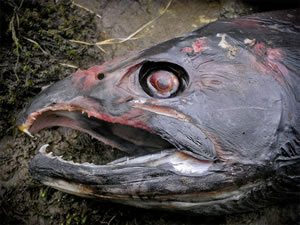 Spawned Out Salmon