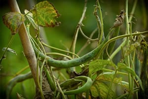 Last of the Haricots Verts
