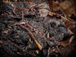 Living Compost
