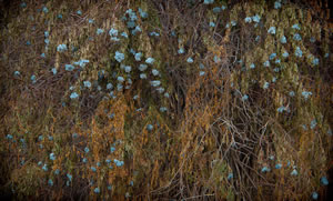 The Air Smelled of Elderberries