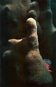 Squirrelfish on staghorn coral.