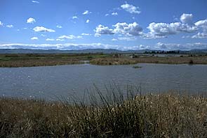 Suisun Marsh.