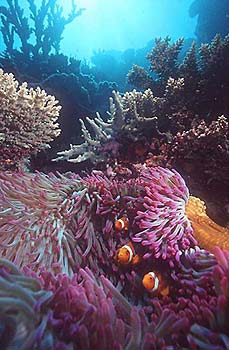 Great Barrier Reef underwater.
