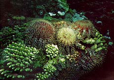 Crown-of-thorn starfish.