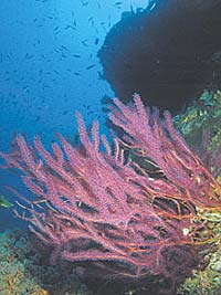 Sea fan off Solomon Islands.