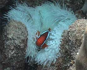 Bleached anemone with clownfish.
