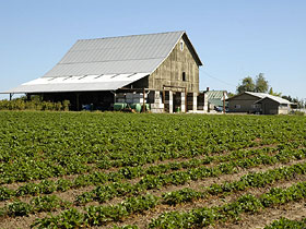 Barn and field.