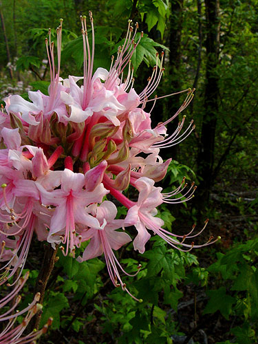 Azaleas.