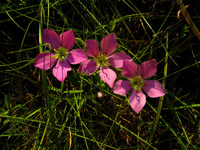 Florida pinks.