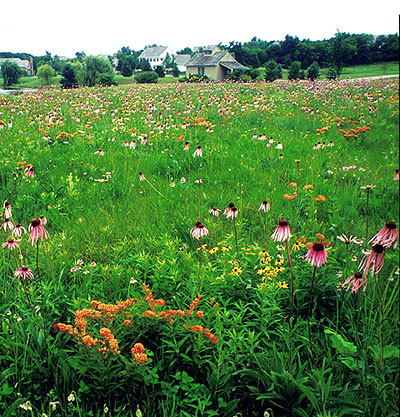Prairie flowers.