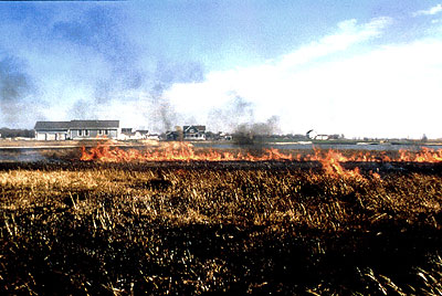 Prescribed burns.