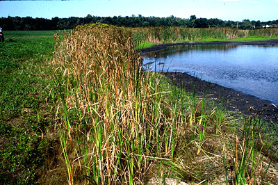 Wetlands.