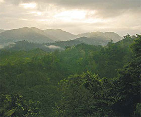 Rainforest canopy in Honduras.