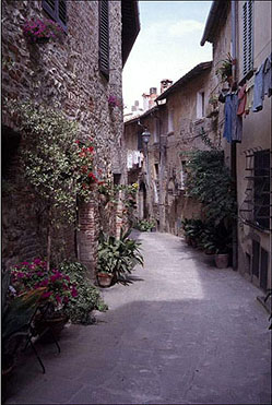 Greenery along a village street. 