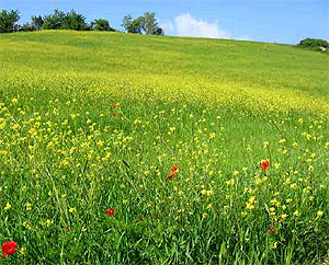 Wildflowers on hill.
