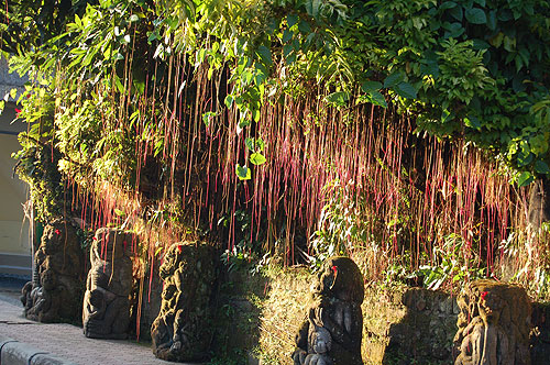 Early morning light on wall and plants.