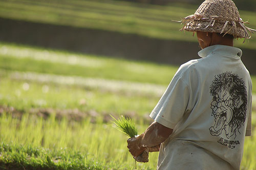 Rice farmer holding rice sprouts.